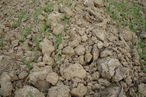 Zu spät nach der Pflugfurche zubereitetes Saatbett bei bereits zu stark ausgetrockneter Erde sollte unbedingt vermieden werden © Karl Mayer/Landwirtschaftskammer Steiermark Zu spät nach der Pflugfurche zubereitetes Saatbett bei bereits zu stark ausgetrockneter Erde sollte unbedingt vermieden werden © Karl Mayer/Landwirtschaftskammer Steiermark
