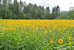Eines der Sonnenblumenfelder, aus denen hochwertiges Öl gewonnen wird. © LK Kärnten/Lisa Sauer