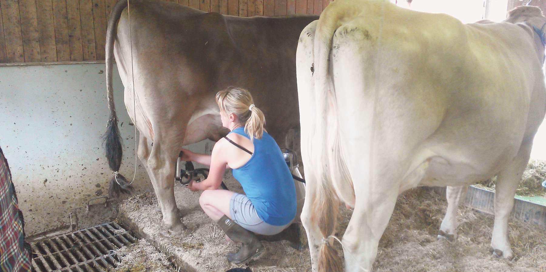 Standeimer:
Hier ist während der Melkarbeit eine gute Tierkontrolle möglich. © Romana Schneider/LK Niederösterreich
