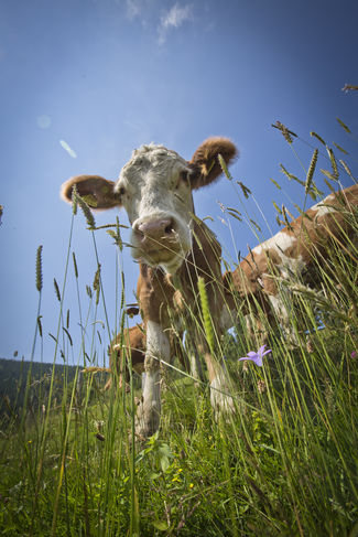 Fakten-Check der Kammer: Heimisches Rindfleisch hat geringsten CO2-Fußabdruck © Lunghammer