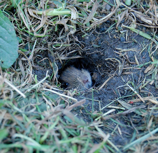 Durch Bodenbearbeitung können Mäuse in Schach gehalten werden © GabiB._pixelio.de