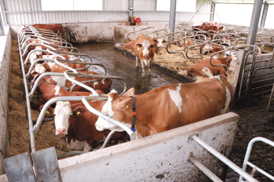 Im Anbau herrschen besonders tierfreundliche Licht- und Luftverhältnisse für die Kühe und hochtragenden Kalbinnen. © Kronreif