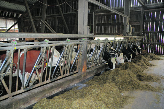 Johann strebt eine Kreuzung zwischen Holstein Friesian und Fleckkühen für seine ganze Herde an. © Kirfel