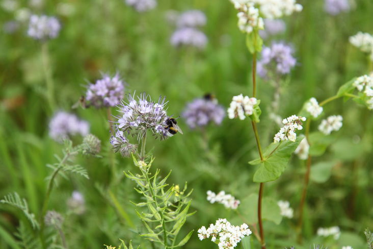 Blühende Zwischenfruchtbegrünungen sind wesentliche Nahrungsgrundlage für Insekten. © Roman Musch/LK Stmk Blühende Zwischenfruchtbegrünungen sind wesentliche Nahrungsgrundlage für Insekten. © Roman Musch/LK Stmk