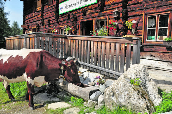 Die Filzmoosalm wird sehr traditionell bewirtschaftet, dazu gehören die sieben reinrassigen Pinzgauer Kühe mit der gesamten Verarbeitung der Milch. Das Wohl der Tiere und der enge Kontakt werden täglich gepflegt. © Mooslechner