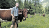 Das Pinzgauer Rind ist für Manfred die ideale Kuh auf der Alm. In den vergangenen Jahren wurden Lärchen-Zirbenweiden geschaffen. © Mooslechner