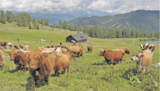 56 Rinder, vor allem Jungtiere, Ochsen und eine Herde Schottischer Hochlandrinder, weiden auf der 211 ha großen Lackenalm. © Mooslechner