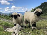 "Hallo wir sind Hanni und Nanni und genießen den Almsommer auf der Sulzkaralm in Filzmoos!" © Salzburger Bauer/Ebner