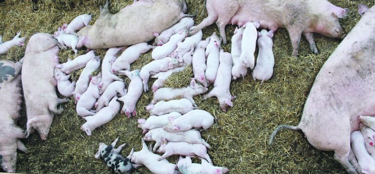 BESONDERS in den ersten Tagen nach der Geburt und rund ums Absetzen gibt es in den meisten Betrieben noch einiges Potential, sei es bei der Geburtsbeobachtung,
der Mütterlichkeit der Sauen oder dem Management und der Fütterung. © LK NÖ/Helmuth Raser BESONDERS in den ersten Tagen nach der Geburt und rund ums Absetzen gibt es in den meisten Betrieben noch einiges Potential, sei es bei der Geburtsbeobachtung,
der Mütterlichkeit der Sauen oder dem Management und der Fütterung. © LK NÖ/Helmuth Raser