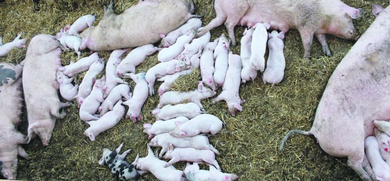 BESONDERS in den ersten Tagen nach der Geburt und rund ums Absetzen gibt es in den meisten Betrieben noch einiges Potential, sei es bei der Geburtsbeobachtung,
der Mütterlichkeit der Sauen oder dem Management und der Fütterung. © LK NÖ/Helmuth Raser