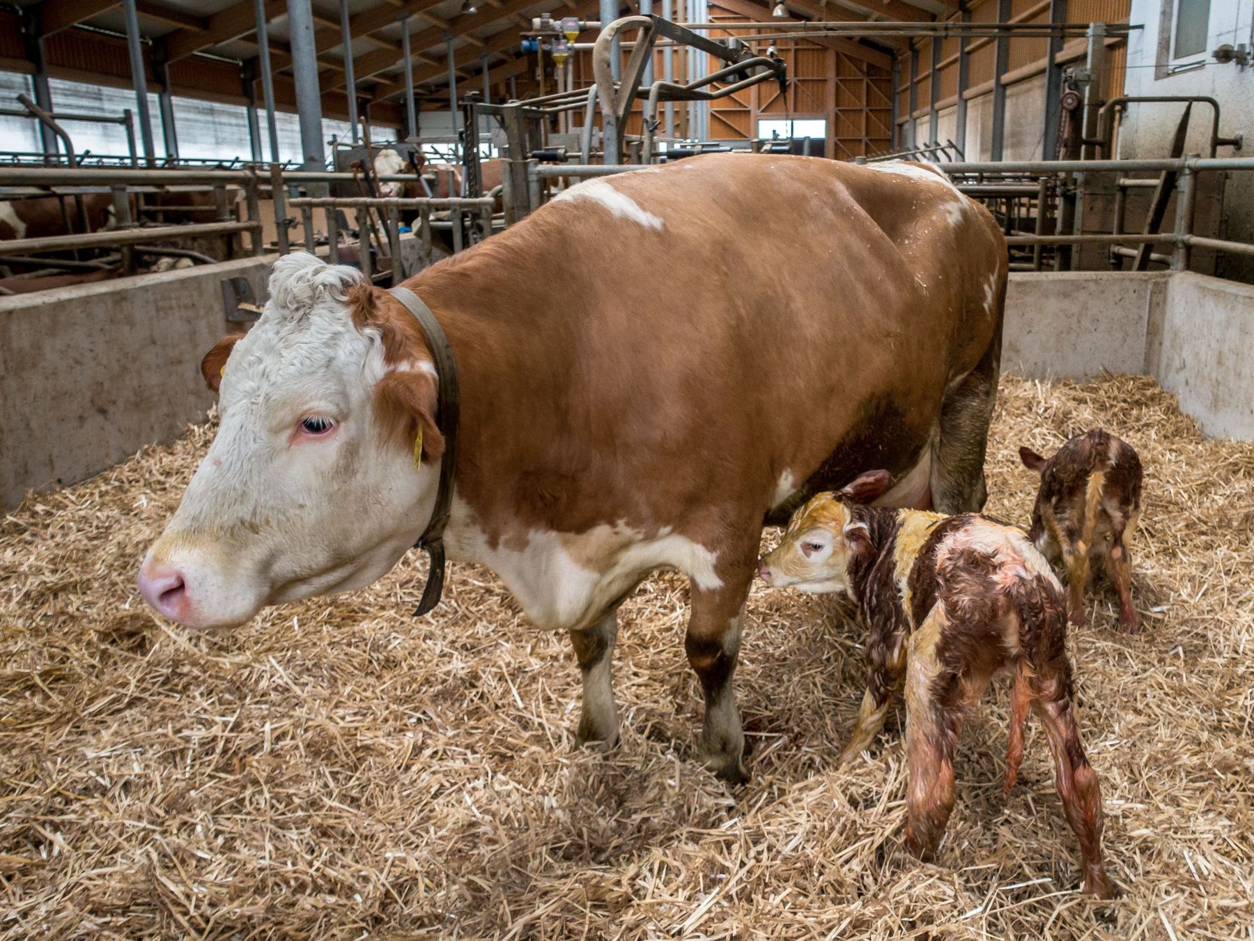 Die Stoffwechselbelastung für die Kuh rund um die Geburt ist enorm. © Agrarfoto