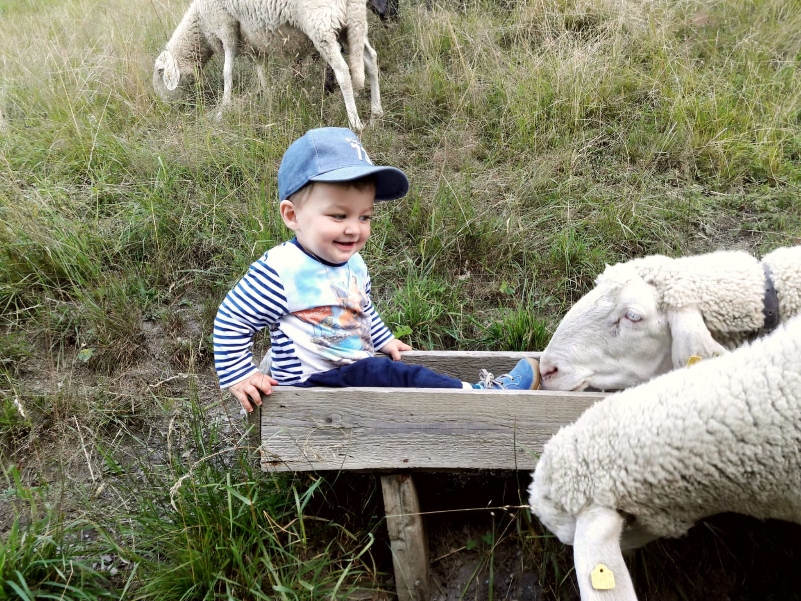 "Ich bin Moritz aus Taxenbach/ Eschenau und helfe meiner Tante Rosi beim Schafe füttern auf dem Unterbründlinghof." © Salzburger Bauer/Kendlbacher