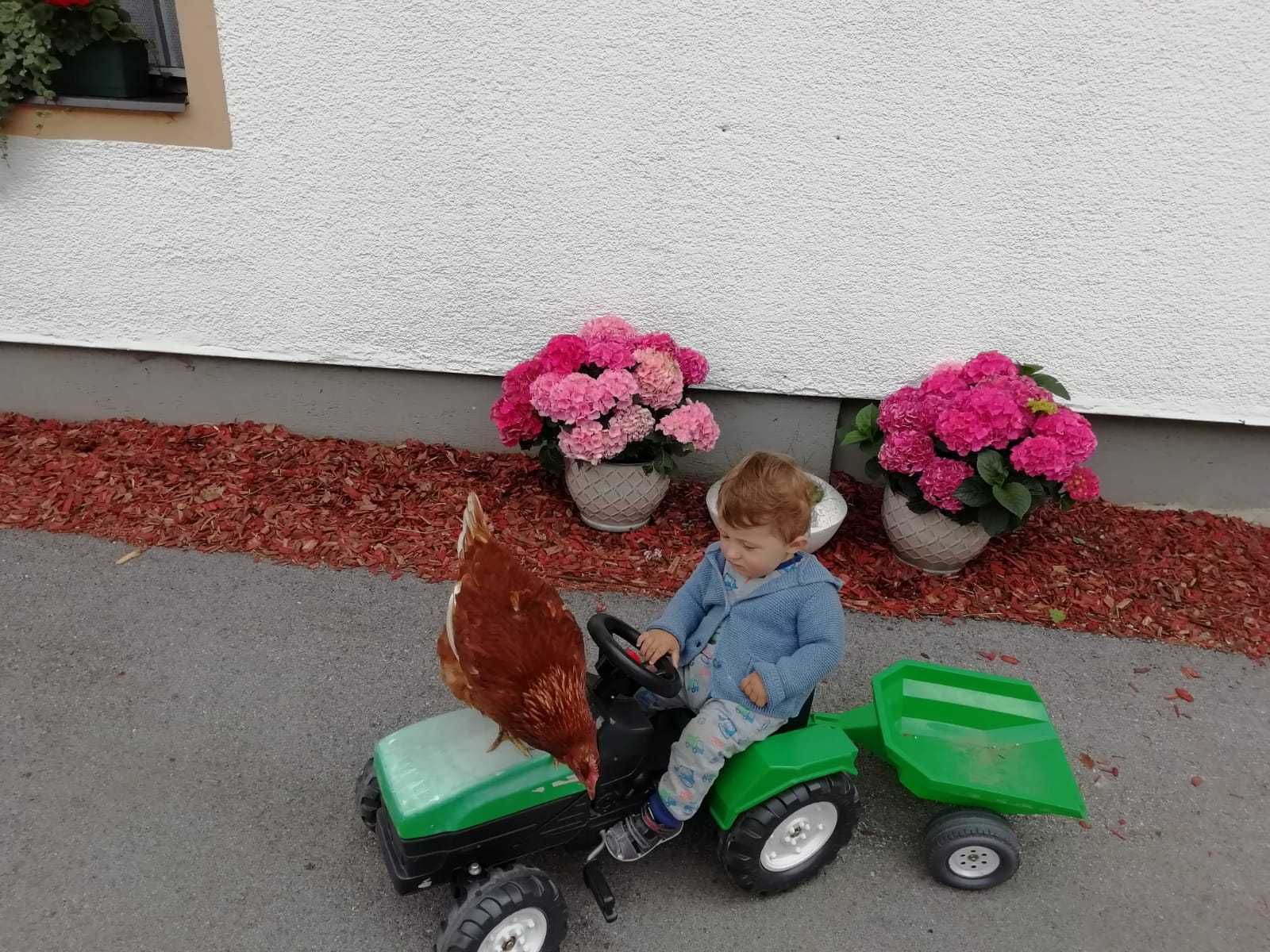 "Das ist unser kleiner Bauer Stefan mit seiner Henne Emma vom Bichlhof in St. Johann im Pongau." © Salzburger Bauer/Hausbacher