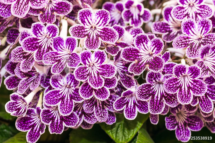 Aparte Blüten, die an Orchideen erinnern, machen die Drehfrucht zu einem Blickfang auf der Fensterbank. © Autor