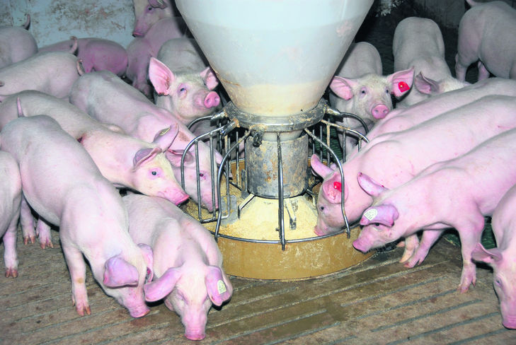 SCHWEINE fressen Mais gerne, er hat eine sehr hohe Energiedichte und kann
hervorragend auch feucht konserviert werden. © agrarfoto.com SCHWEINE fressen Mais gerne, er hat eine sehr hohe Energiedichte und kann
hervorragend auch feucht konserviert werden. © agrarfoto.com