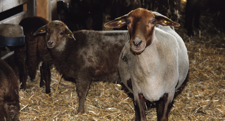 MAEDI VISNA tritt vor allem bei zwei- bis siebenjährigen Schafen auf. Atemnot, Lahmheiten und ein wackeliger Gang sind die häufigsten Symptome. © Dürnberger