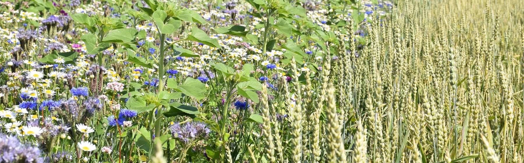 Blühstreifen.jpg © Bienenzentrum OÖ