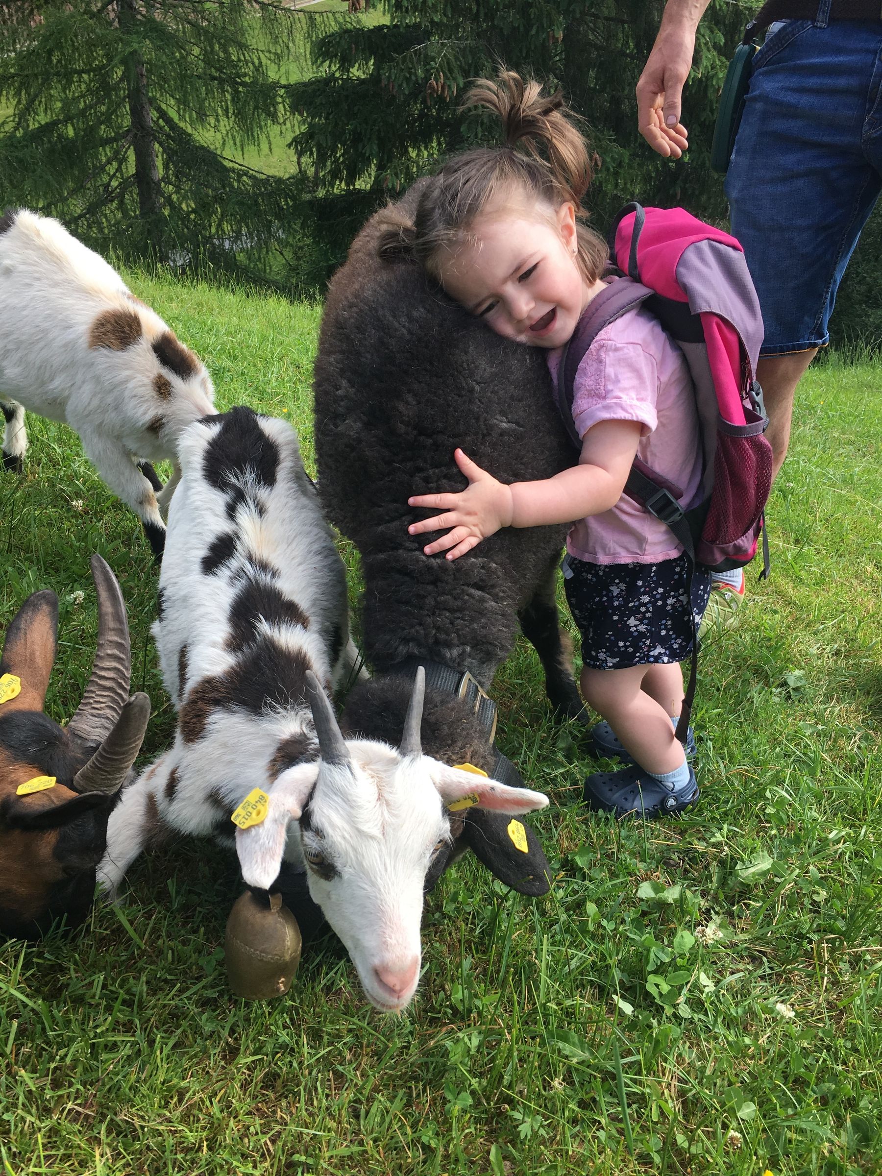 Magdalena vom Badmeisterhof in Leogang liebt es mit ihrem Papa die Schafe und Ziegen zu besuchen. © Salzburger Bauer/Herzog