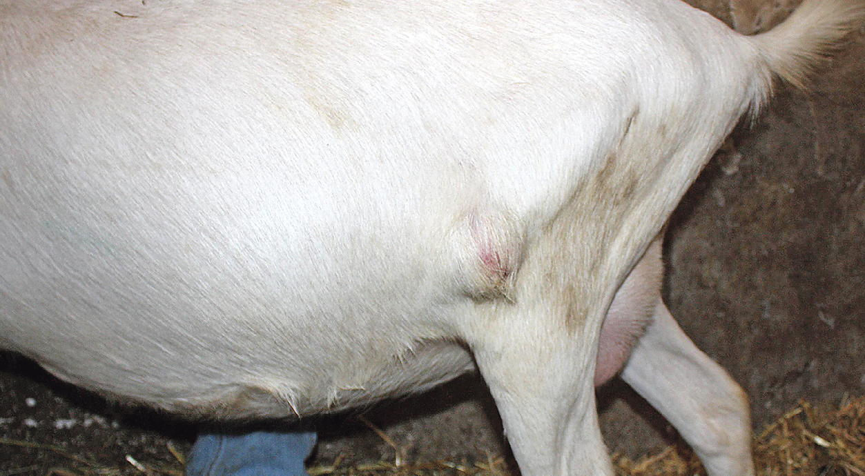 ZWEI BIS SECHS MONATE nach Infektion treten die knotigen Umfangsvermehrungen auf. © AGES-Tiergesundheit