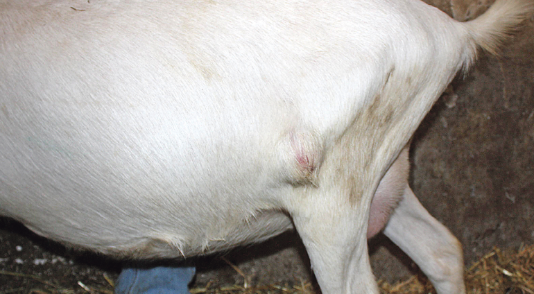ZWEI BIS SECHS MONATE nach Infektion treten die knotigen Umfangsvermehrungen auf. © AGES-Tiergesundheit ZWEI BIS SECHS MONATE nach Infektion treten die knotigen Umfangsvermehrungen auf. © AGES-Tiergesundheit