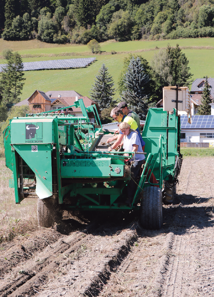 Fünf Kartoffelsorten werden bei Familie Gruber heuer geerntet. © Kronreif