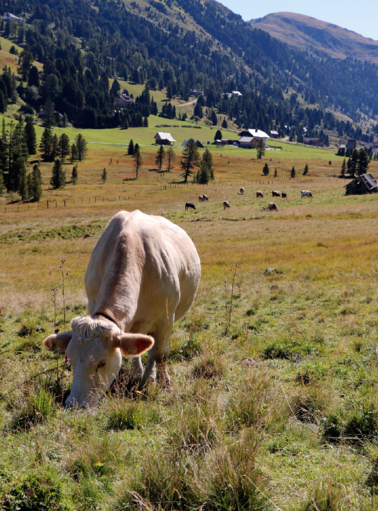 Die Mutterkuhherde verbringt die Sommermonate auf der Alm. © Kronreif