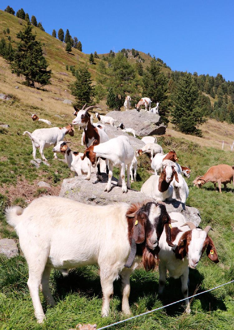 Die Burgenziegenherde ist mittlerweile auf 30 Tiere angewachsen. © Kronreif