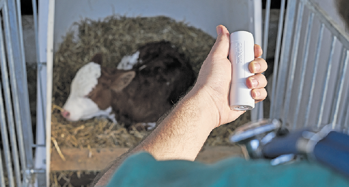 Der Bolus wird über das Maul verabreicht, er setzt sich im Vormagen fest, ohne das Tier zu beeinflussen. Die Batterie ist so ausgelegt, dass die Sensoren rund fünf Jahre lang Daten senden. © smaXtec Der Bolus wird über das Maul verabreicht, er setzt sich im Vormagen fest, ohne das Tier zu beeinflussen. Die Batterie ist so ausgelegt, dass die Sensoren rund fünf Jahre lang Daten senden. © smaXtec
