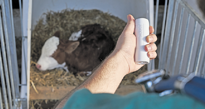 Der Bolus wird über das Maul verabreicht, er setzt sich im Vormagen fest, ohne das Tier zu beeinflussen. Die Batterie ist so ausgelegt, dass die Sensoren rund fünf Jahre lang Daten senden. © smaXtec