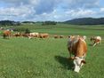 DSCN3850 © Landwirtschaftskammer Oberösterreich/Pühringer Martina