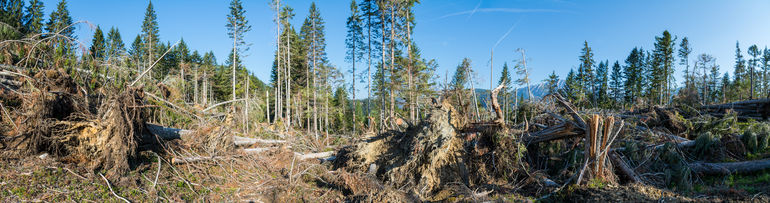 Die hohen Schadholzmengen sorgen aktuell für einen Preisverfall. © FATZI.at/astock.adobe.com