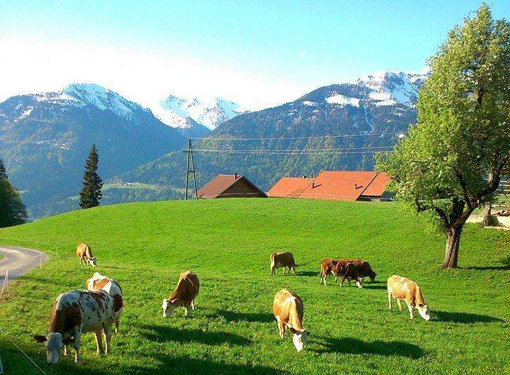 Die Futterqualität von Dauerweiden ist grundsätzlich auch im Herbst gut. © Wolfgang Zojer