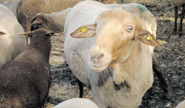 FÜR DIE STUDIE werden Betriebe mit mindestens 20 Schafen gesucht, die im Oktober/November entwurmt werden. © SZV