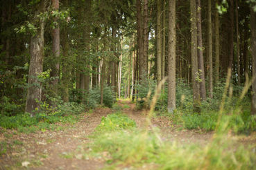 Wald-0195.jpg © Archiv