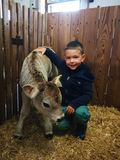 "Christian von Handleggbauer aus Wagrain streichelt das Tiroler-Grauvieh-Kalb ganz stolz im Stall." © Salzburger Bauer/Salchegger