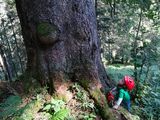 Andreas (zwei Jahre) beim Beurteilen einer Fichte vor der Fällung. © Salzburger Bauer/Grünwald