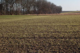 Bereits im Februar kann "Herbst-Sommergerste" mit dem Bestocken beginnen © Harald Schally/LK Niederösterreich