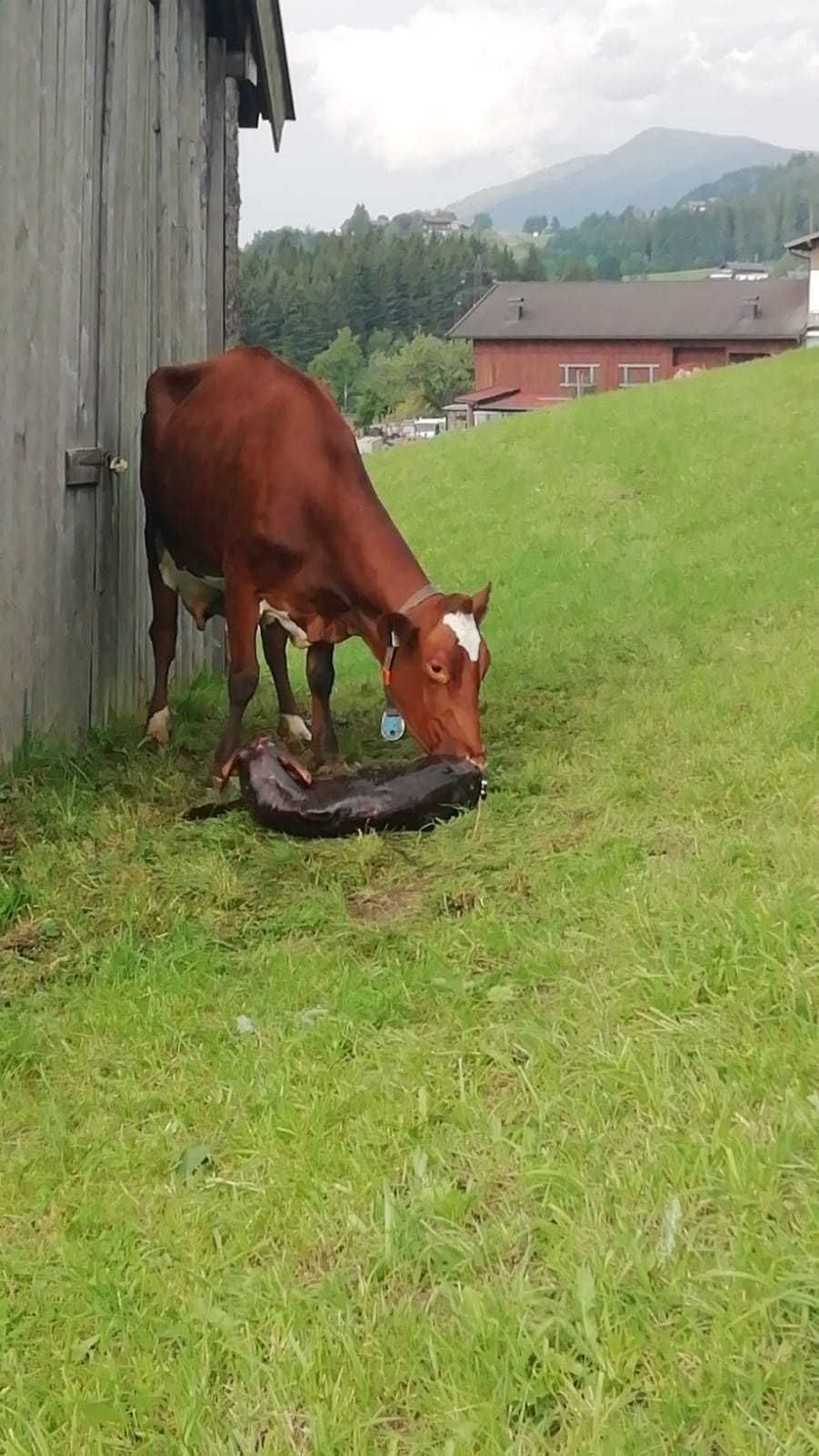 © Salzburger Bauer/Gandler © Salzburger Bauer/Gandler
