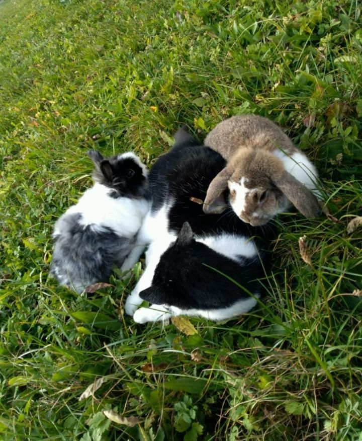 "Meine Hasen Sunny und Bunny sind beste Freunde mit meiner Katze Schnurli." © Salzburger Bauer/Gschwandtner