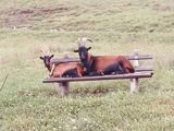 Ziegenchef und Chefin machen Rast beim "Bartlbauer" in Sankt Gilgen am Wolfgangsee. © Salzburger Bauer/Brenner