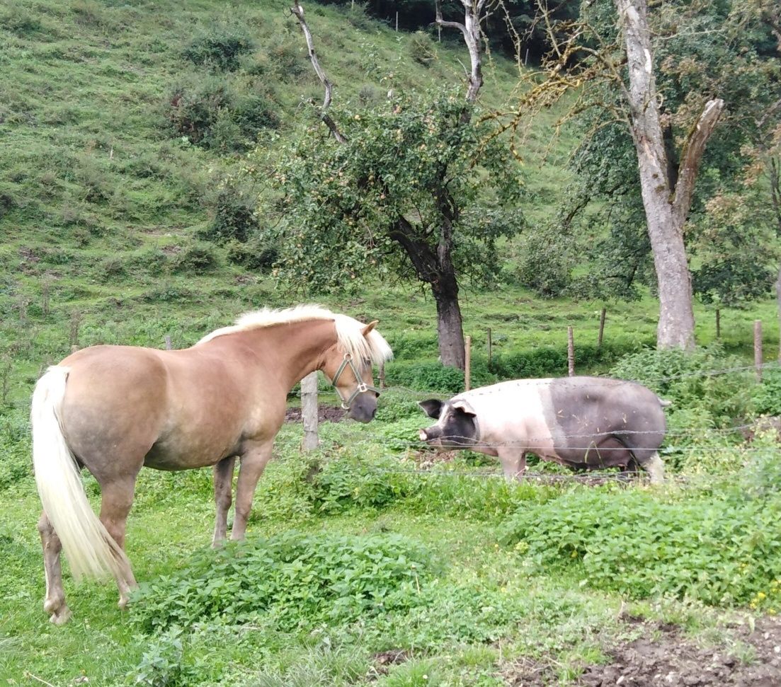 Die ersten Annäherungsversuche zwischen dem Haflinger-Neuzugang "Laverne" und der Sau Chiara. © Salzburger Bauer/Starka