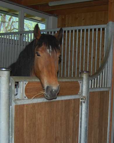 Die dauernde Anbindehaltung von Pferden ist seit 2009 verboten. © Popatnig