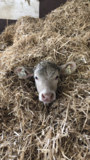 "Danke für das gemütliche Strohbett lieber Bauer!"? Charolais Stier Hercules vom Proneben Gut in Mühlbach. © Salzburger Bauer/Proneben Gut