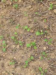 Raps_Mulchsaat.jpg © BWSB