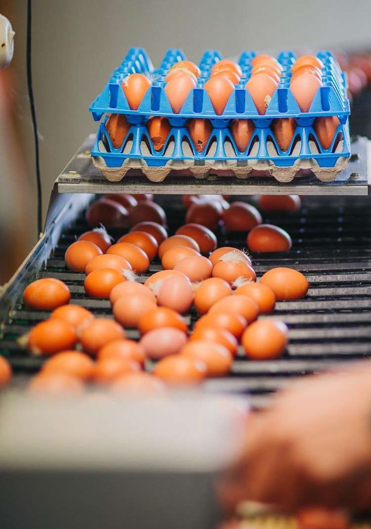 Kärntens Bauern produzieren Eier unter Einhaltung höchster Standards. © AMA