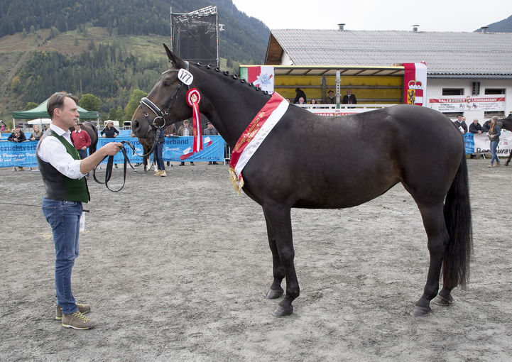 Den Gruppensieg bei den fünf- bis zehnjährigen Warmblutstuten holte sich die fünfjährige "Fiderbach"-Tochter "Finesse" von Christian Rainer. Mit einer schwungvollen Trabbewegung und viel Rahmen, Linie und Charme sicherte sie sich den Sieg. © Wurm