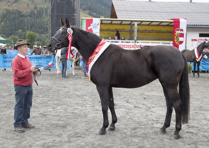 Gruppensiegerin bei den zehnjährigen und älteren Warmblutstuten wurde "Frenci" von "French Kiss", gezüchtet und im Besitz von Benedikt Rainer. Die vierzehnjährige Stute zeichnet sich durch ihre elastische Bewegung und ihr Seitenbild aus. © Wurm