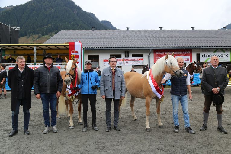 Haflinger-Landessiegerin "alt" wur de die zehnjährige "Bixente" von Heinrich Pichler. Den Titel Landessiegerstute "jung" sicherte sich die fünfjäh rige "Meily-Ri" von Johann und Nicole Riedlsperger. © Schneider