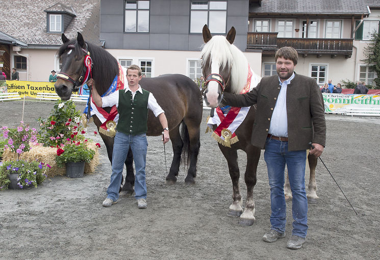 Den Norikerlandessieg in der Kategorie "alt" holte sich die 19-jährige "Nöckler-Pia" von Martin Lanner. Der Titel "Landessiegerin jung" ging an die vierjährige "Steger-Melli" von Johann Herzog. © Wurm