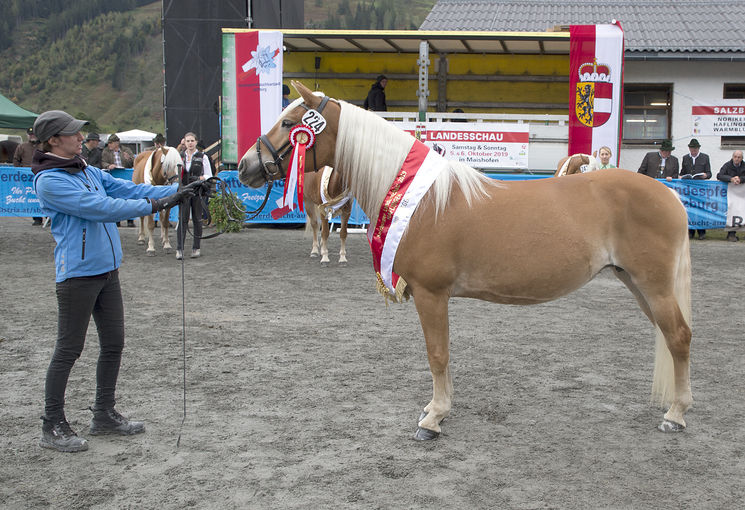 Haflinger-LAndessiegerin "Alt" wurde die zehnjährige "Bixente" nach "Aciliano BE", gezüchtet in Holland und im Besitz von Heinrich Pichler. Die Verbandsprämienstute überzeugte besonders durch ihre sehr guten Körperverbindungen. © Wurm